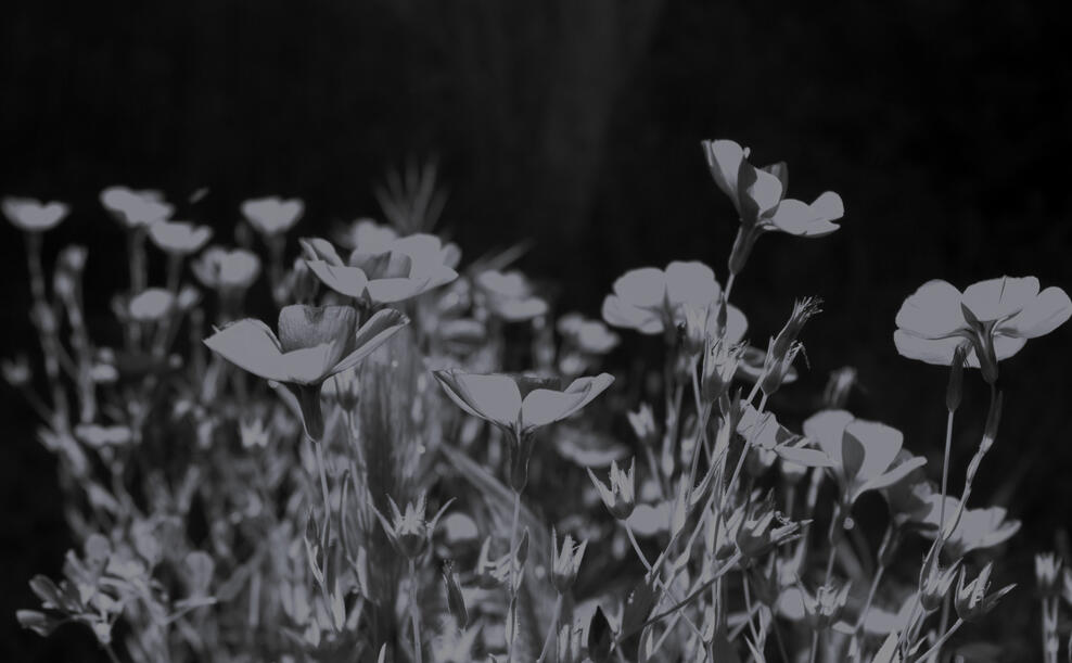 Feeling Disconnected from Social Media as a Writer