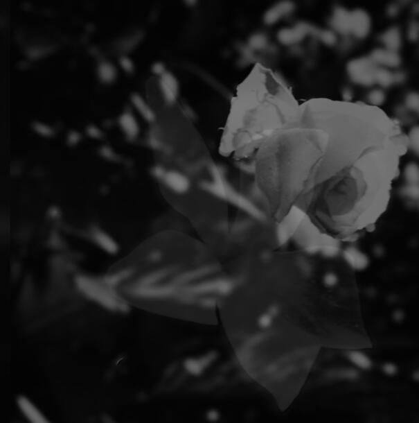 Silent Eddies — poetry collection
