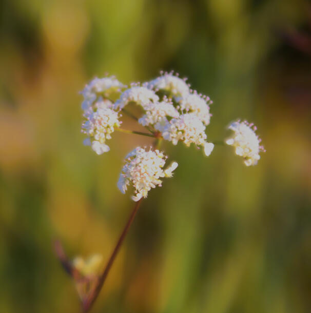 Nature-inspired poetry